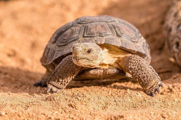 Arizona-Santa Cruz County Young desert tortoise captive